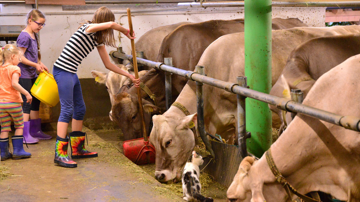 Kühe füttern im Stall