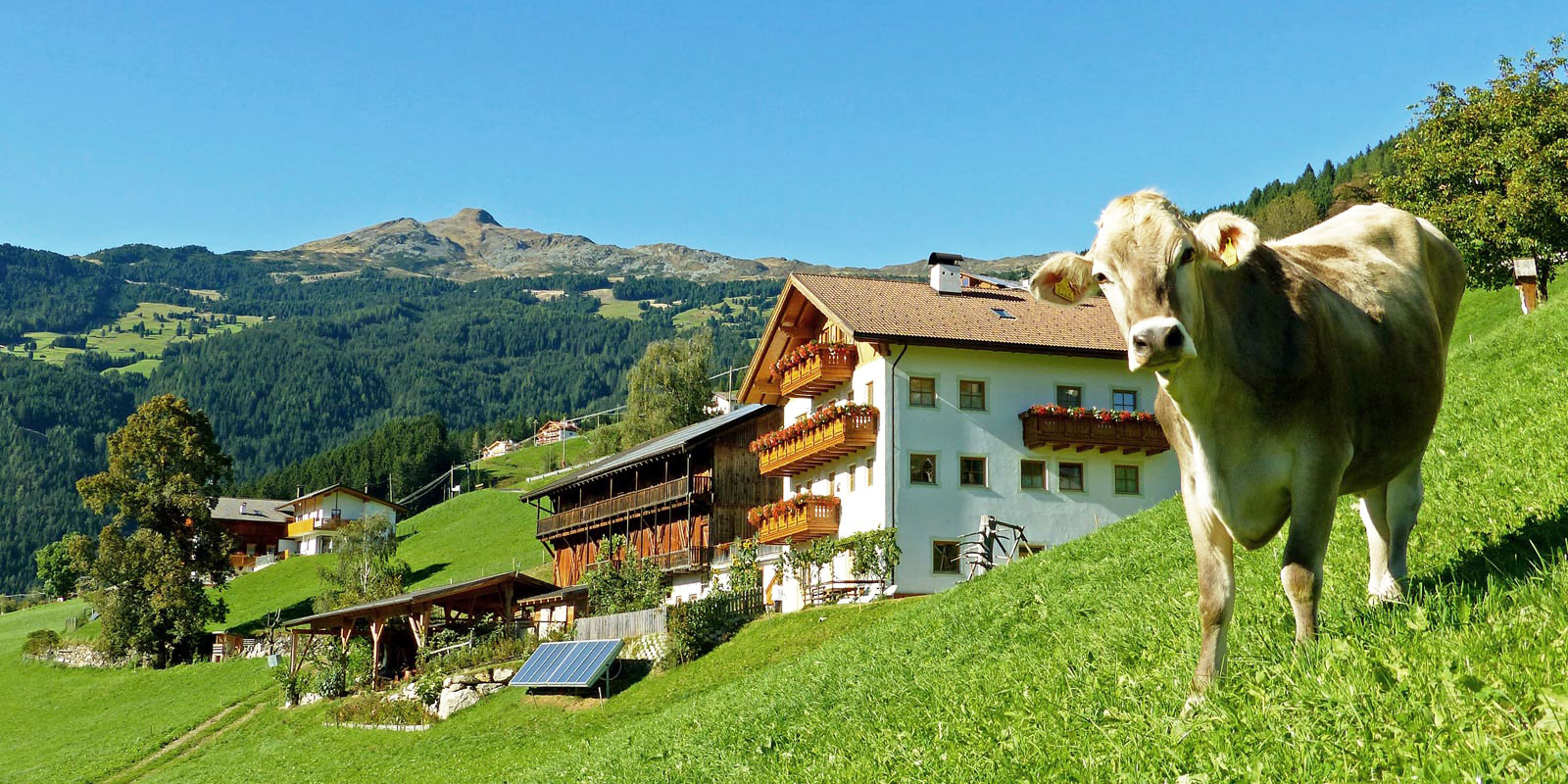 Thalhofer Hof - Urlaub auf dem Bauernhof im Eisacktal, Südtirol, Klausen